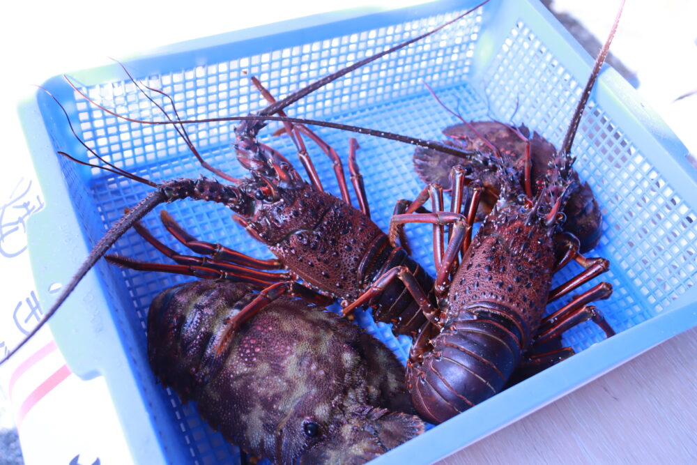 和歌山 那智勝浦 那智漁港 ロケット カイロス 打ち上げ マルシェ